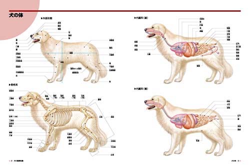 楽天ブックス: イラストでみる犬の応急手当 - 安川 明男